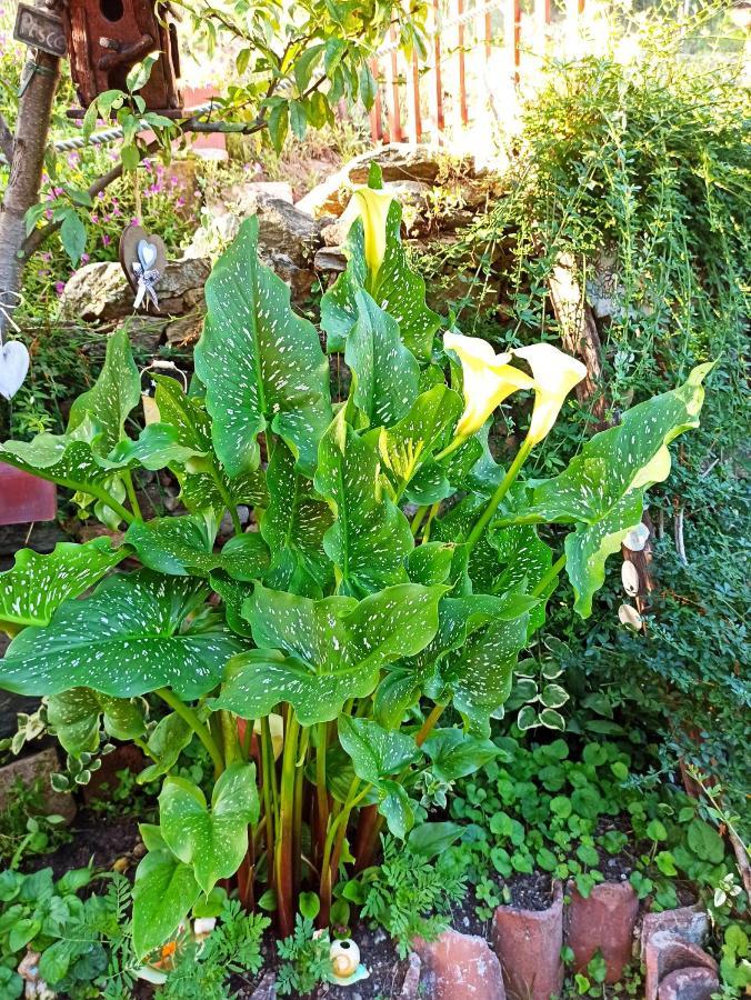 B&B Va...Lentina Piavata Ngoại thất bức ảnh
